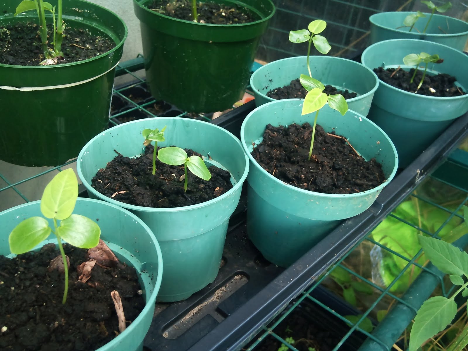 High-Yielding Seeds